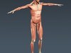 Human Male Body, Muscular, Respiratory System and Skeleton - Anatomy 3D Model .max .obj .3ds .fbx .lwo .lw .lws .c4d