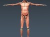 Human Male Body, Muscular, Respiratory System and Skeleton - Anatomy 3D Model .max .obj .3ds .fbx .lwo .lw .lws .c4d
