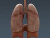 Human Male Body, Muscular, Respiratory System and Skeleton - Anatomy 3D Model .max .obj .3ds .fbx .lwo .lw .lws .c4d