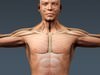 Human Male Body, Muscular, Respiratory System and Skeleton - Anatomy 3D Model .max .obj .3ds .fbx .lwo .lw .lws .c4d