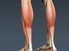 Human Male Body, Muscular, Respiratory System and Skeleton - Anatomy 3D Model .max .obj .3ds .fbx .lwo .lw .lws .c4d