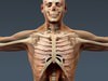 Human Male Body, Muscular, Respiratory System and Skeleton - Anatomy 3D Model .max .obj .3ds .fbx .lwo .lw .lws .c4d