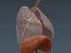 Human Male Body, Muscular, Respiratory System and Skeleton - Anatomy 3D Model .max .obj .3ds .fbx .lwo .lw .lws .c4d
