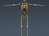 Human Male Body, Muscular, Respiratory System and Skeleton - Anatomy 3D Model .max .obj .3ds .fbx .lwo .lw .lws .c4d