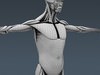 Human Male Body, Muscular, Respiratory System and Skeleton - Anatomy 3D Model .max .obj .3ds .fbx .lwo .lw .lws .c4d