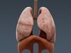 Human Male Body, Muscular, Respiratory System and Skeleton - Anatomy 3D Model .max .obj .3ds .fbx .lwo .lw .lws .c4d