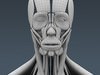 Human Male Body, Muscular, Respiratory System and Skeleton - Anatomy 3D Model .max .obj .3ds .fbx .lwo .lw .lws .c4d