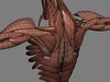 Human Male Body, Muscular, Respiratory System and Skeleton - Anatomy 3D Model .max .obj .3ds .fbx .lwo .lw .lws .c4d