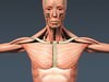 Human Male Body, Muscular, Respiratory System and Skeleton - Anatomy 3D Model .max .obj .3ds .fbx .lwo .lw .lws .c4d