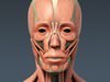 Human Male Body, Muscular, Respiratory System and Skeleton - Anatomy 3D Model .max .obj .3ds .fbx .lwo .lw .lws .c4d