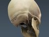Human Male Body, Muscular, Respiratory System and Skeleton - Anatomy 3D Model .max .obj .3ds .fbx .lwo .lw .lws .c4d