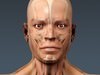 Human Male Body, Muscular, Respiratory System and Skeleton - Anatomy 3D Model .max .obj .3ds .fbx .lwo .lw .lws .c4d