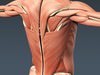 Human Male Body, Muscular, Respiratory System and Skeleton - Anatomy 3D Model .max .obj .3ds .fbx .lwo .lw .lws .c4d