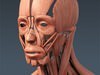 Human Male Body, Muscular, Respiratory System and Skeleton - Anatomy 3D Model .max .obj .3ds .fbx .lwo .lw .lws .c4d