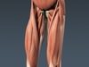 Human Male Body, Muscular, Respiratory System and Skeleton - Anatomy 3D Model .max .obj .3ds .fbx .lwo .lw .lws .c4d
