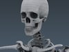 Human Male Body, Muscular, Respiratory System and Skeleton - Anatomy 3D Model .max .obj .3ds .fbx .lwo .lw .lws .c4d