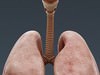 Human Male Body, Muscular, Respiratory System and Skeleton - Anatomy 3D Model .max .obj .3ds .fbx .lwo .lw .lws .c4d