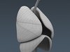 Human Male Body, Muscular, Respiratory System and Skeleton - Anatomy 3D Model .max .obj .3ds .fbx .lwo .lw .lws .c4d