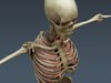 Human Male Body, Muscular, Respiratory System and Skeleton - Anatomy 3D Model .max .obj .3ds .fbx .lwo .lw .lws .c4d