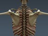 Human Male Body, Muscular, Respiratory System and Skeleton - Anatomy 3D Model .max .obj .3ds .fbx .lwo .lw .lws .c4d