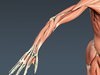 Human Male Body, Muscular, Respiratory System and Skeleton - Anatomy 3D Model .max .obj .3ds .fbx .lwo .lw .lws .c4d