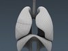 Human Male Body, Muscular, Respiratory System and Skeleton - Anatomy 3D Model .max .obj .3ds .fbx .lwo .lw .lws .c4d