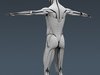 Human Male Body, Muscular, Respiratory System and Skeleton - Anatomy 3D Model .max .obj .3ds .fbx .lwo .lw .lws .c4d