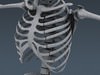 Human Male Body, Muscular, Respiratory System and Skeleton - Anatomy 3D Model .max .obj .3ds .fbx .lwo .lw .lws .c4d