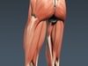 Human Male Body, Muscular, Respiratory System and Skeleton - Anatomy 3D Model .max .obj .3ds .fbx .lwo .lw .lws .c4d