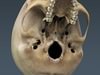 Human Male Body, Muscular, Respiratory System and Skeleton - Anatomy 3D Model .max .obj .3ds .fbx .lwo .lw .lws .c4d
