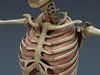 Human Male Body, Muscular, Respiratory System and Skeleton - Anatomy 3D Model .max .obj .3ds .fbx .lwo .lw .lws .c4d