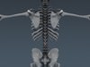 Human Male Body, Muscular, Respiratory System and Skeleton - Anatomy 3D Model .max .obj .3ds .fbx .lwo .lw .lws .c4d
