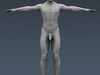 Human Male Body, Muscular, Respiratory System and Skeleton - Anatomy 3D Model .max .obj .3ds .fbx .lwo .lw .lws .c4d