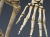 Human Male Body, Muscular, Respiratory System and Skeleton - Anatomy 3D Model .max .obj .3ds .fbx .lwo .lw .lws .c4d