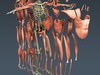 Human Male Body, Muscular, Respiratory System and Skeleton - Anatomy 3D Model .max .obj .3ds .fbx .lwo .lw .lws .c4d