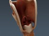 Human Male Body, Muscular, Respiratory System and Skeleton - Anatomy 3D Model .max .obj .3ds .fbx .lwo .lw .lws .c4d