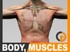 Human Male Body, Muscular, Respiratory System and Skeleton - Anatomy 3D Model .max .obj .3ds .fbx .lwo .lw .lws .c4d