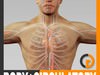 Human Male Body and Circulatory System - Anatomy 3D Model