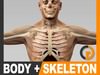 Human Male Body, Respiratory System and Skeleton - Anatomy 3D Model