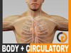 Human Male Body and Circulatory System Textured - Anatomy 3D Model
