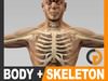 Human Male Body, Nervous System and Skeleton - Anatomy 3D Model