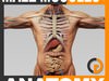 Human Male Anatomy - Body, Muscles, Skeleton and Internal Organs 3D Model