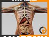 Human Male Anatomy - Body, Skeleton and Internal Organs 3D Model