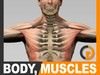 Human Male Body, Muscular System and Skeleton - Anatomy 3D Model