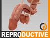 Human Urinary and Reproductive System - Anatomy 3D Model