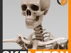 Human Skeleton - Anatomy 3D Model