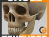 Human Textured Skull - Anatomy 3D Model