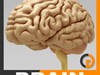 Human Brain - Anatomy 3D Model