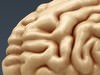 Human Brain - Anatomy 3D Model .max .obj .3ds .fbx .lwo .lw .lws .c4d