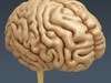 Human Brain - Anatomy 3D Model .max .obj .3ds .fbx .lwo .lw .lws .c4d